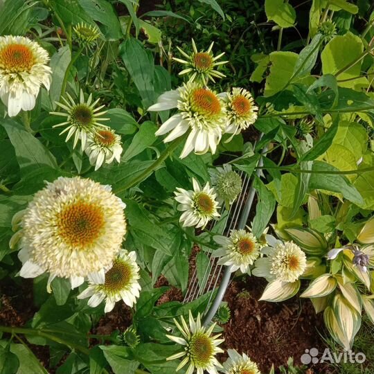 Многолетние садовые цветы