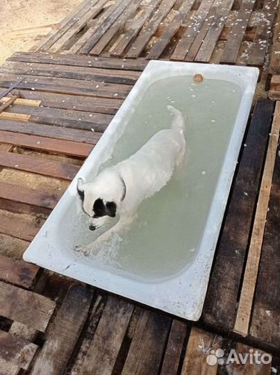 Жуля ищет дом