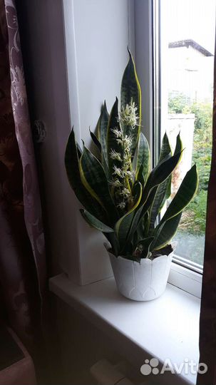 Сансевиерия