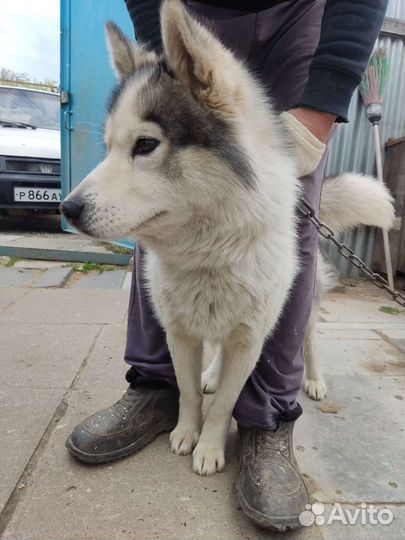 Хаски мальчик в добрые руки