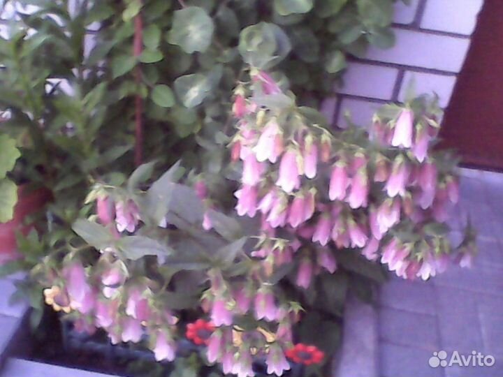 Колокольчик точечный