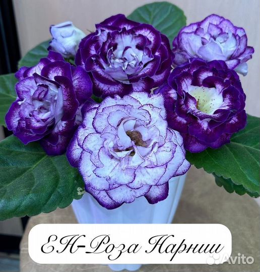 Глоксиния сортовая