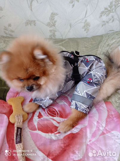 Дождевик для маленькой собачки