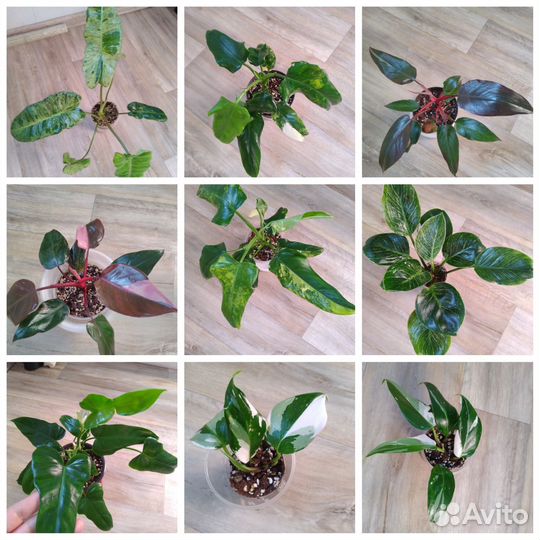 Филодендроны, монстера Минима