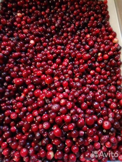 Клюква свежая