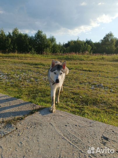 Сибирский хаски