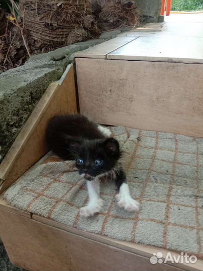 Котенку нужна помощь