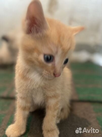 Котята