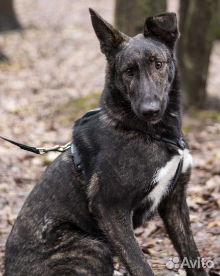 Собака из приюта в добрые руки