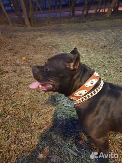 Американский булли покет вязка