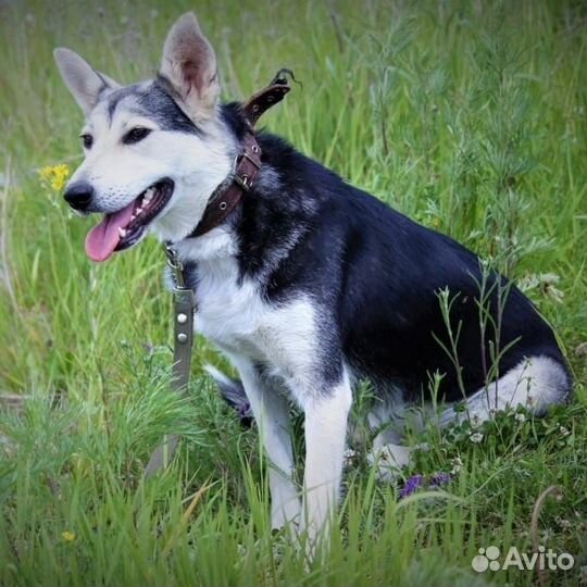 Собака Николь в добрые руки