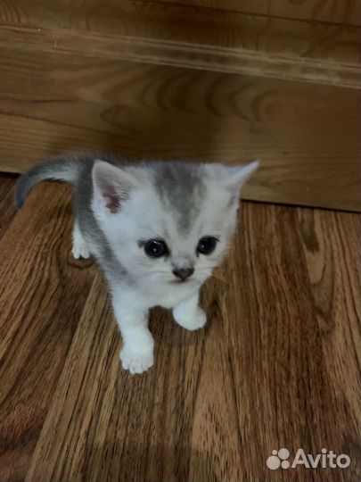 Котята британские шиншиллы
