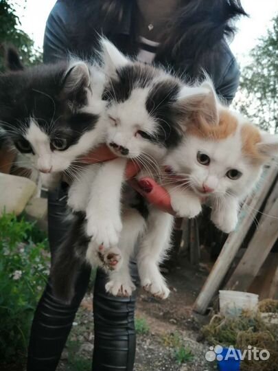 Котята в добрые ручки