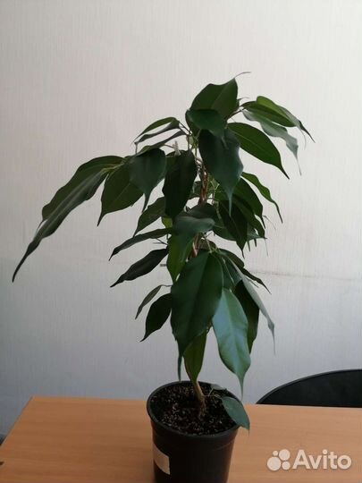 Фикус бенджамина Даниэль
