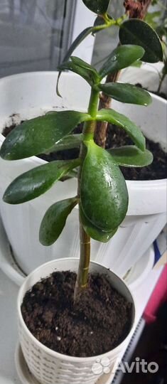 Хлорофитум, пальма финика, молочай, алоэ