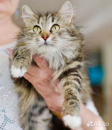 Девочка-Припевочка ищет дом