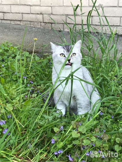 Британец вязка