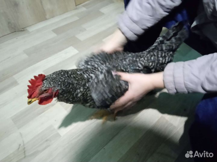 Петухи доминант крапчатый