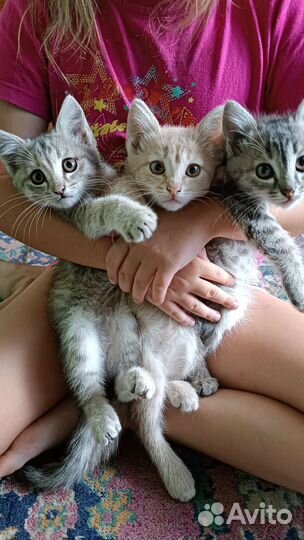 Кошки в добрые руки бесплатно