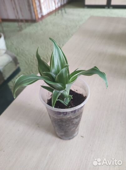 Комнатные цветы