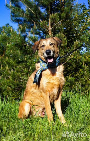 Супер Лео ищет семью