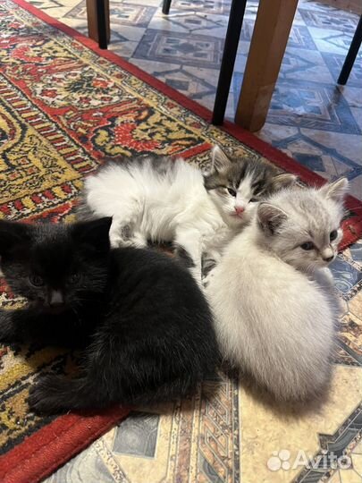 Котята пушистые в дар