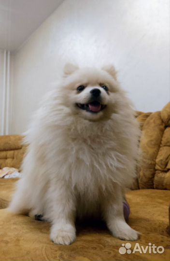 Померанский шпиц медвежьего типа белый