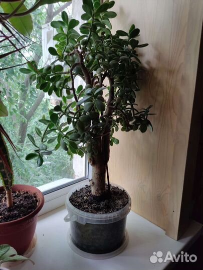 Толстянка 73 см