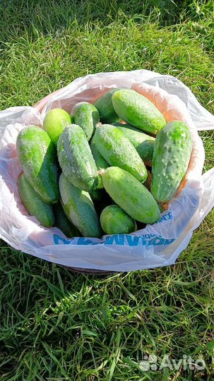 Огурцы свежие домашние