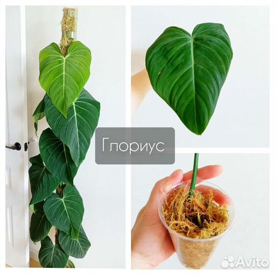 Растения разные, бархатные, серебристые