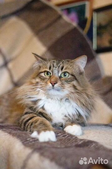 Котик ищет дом