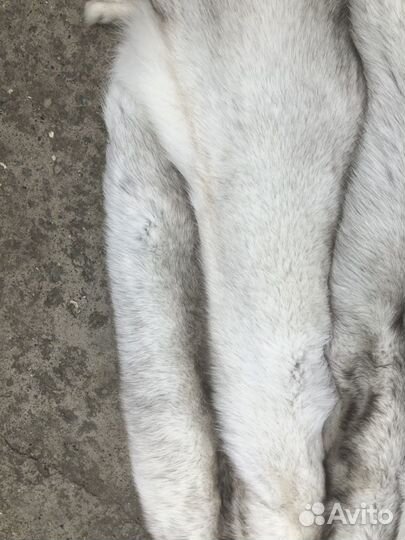 Шкуры песца