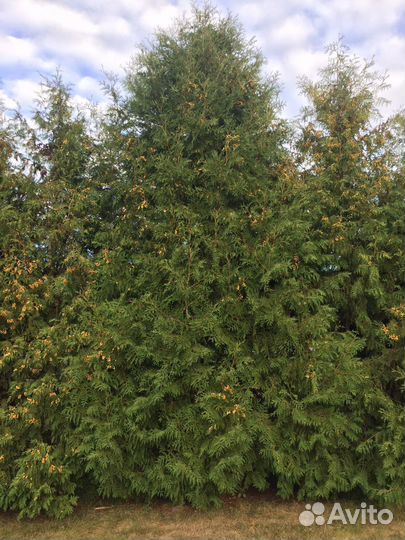 Туи брабант