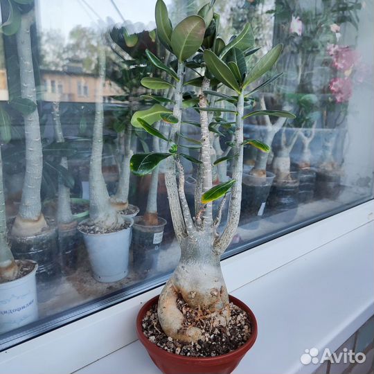 Адениум арабикум