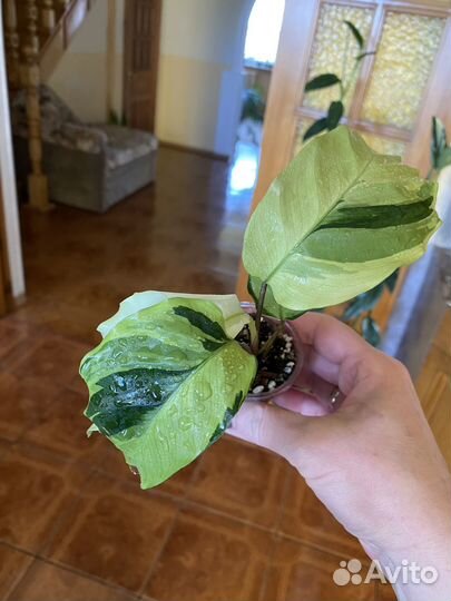 Комнатные растения