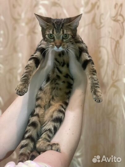 Котята абикун