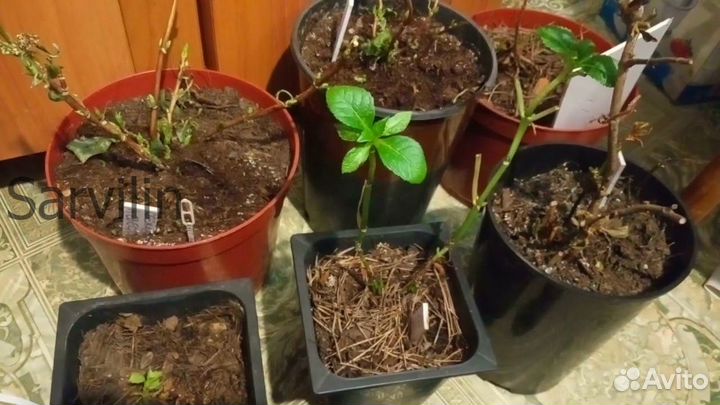 Гортензия 'Бобо'