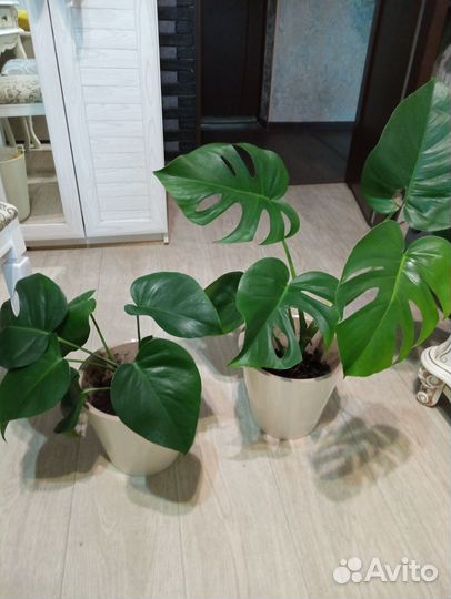 Комнатные цветы монстера