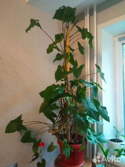 Сингониум. Хлорофитум