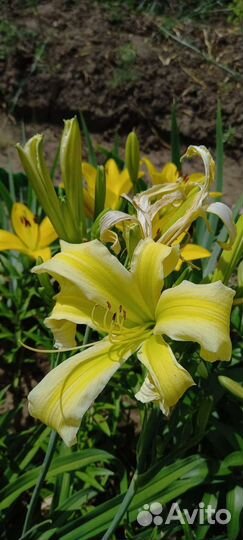 Лилейник полёт ангела