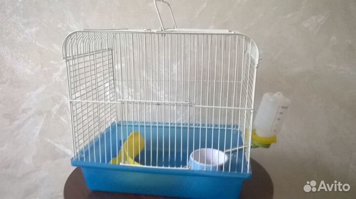 Коланхоэ Дегремона лечебный и Хлорофитум