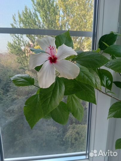 Гибискус с цветами белая лилия