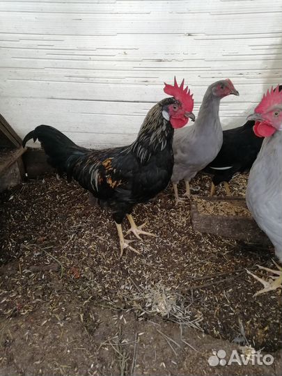 Петушки Леггорн