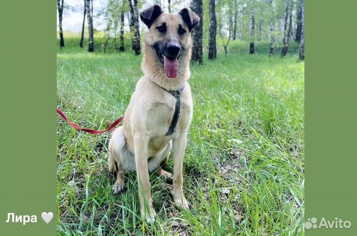 Лира собачка из приюта