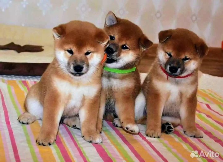В продаже щенки сиба ину