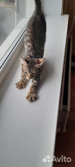 Бенгальские котята