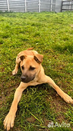 Собака, щенок