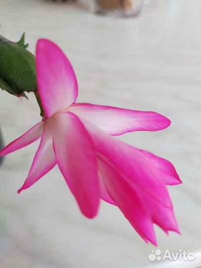 Декабрист шлюмб.,ропсалидопсис,доставка бесплатно