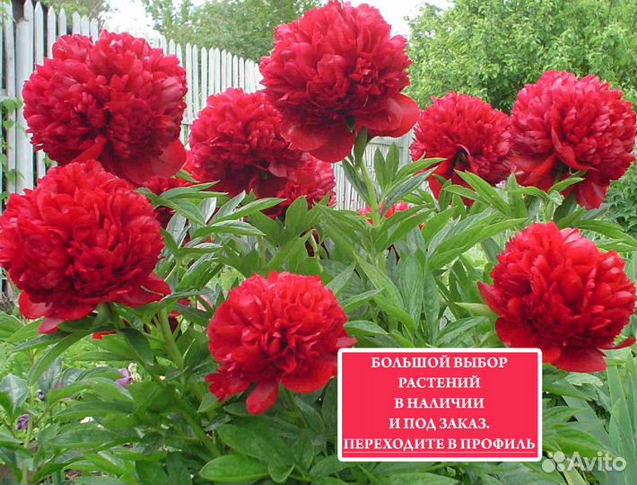 Пионы саженцы зкс