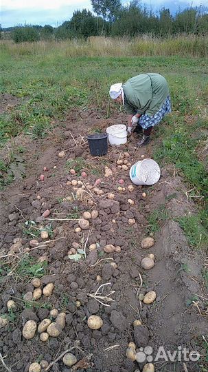 Продам картофель